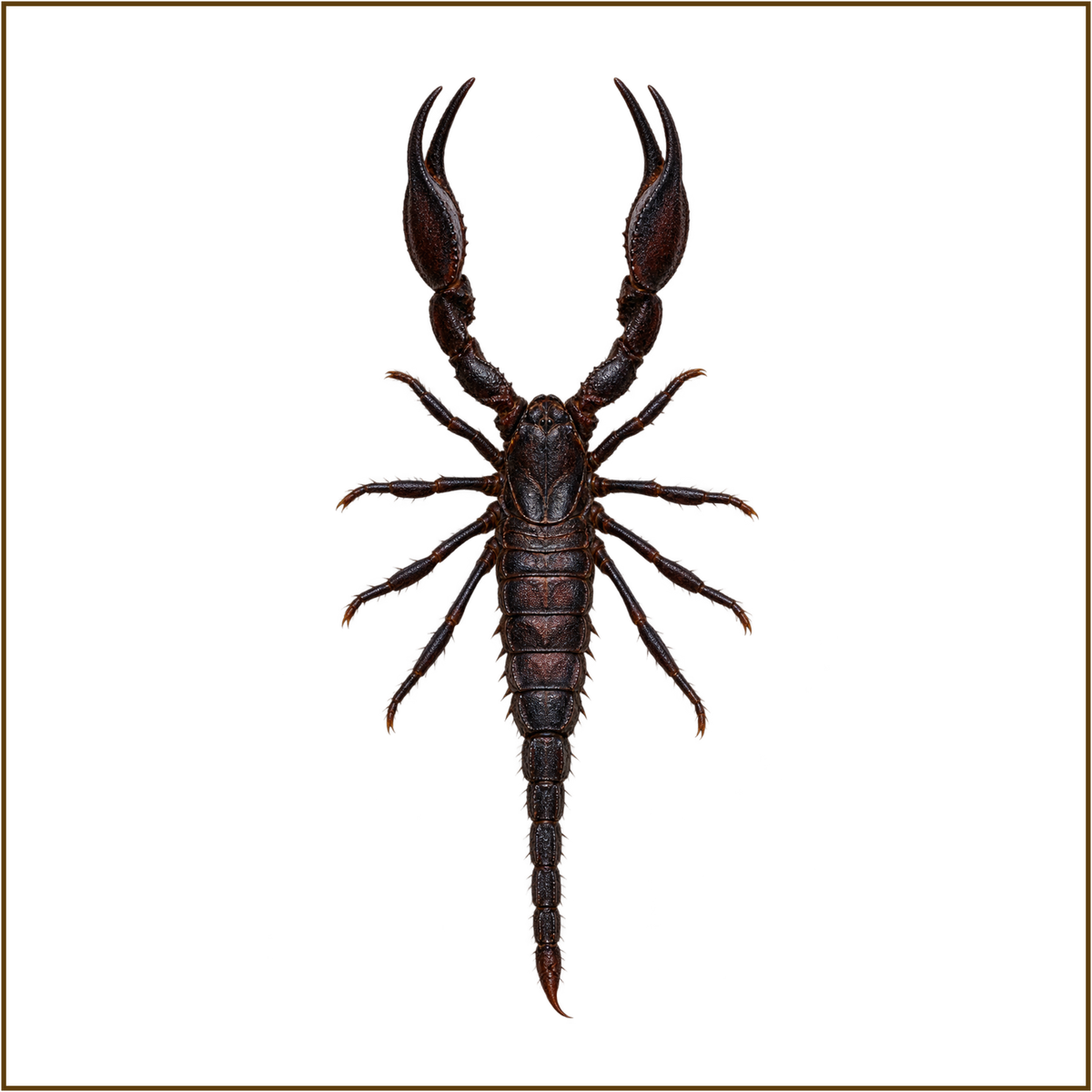 Framed Laos Forest Scorpion