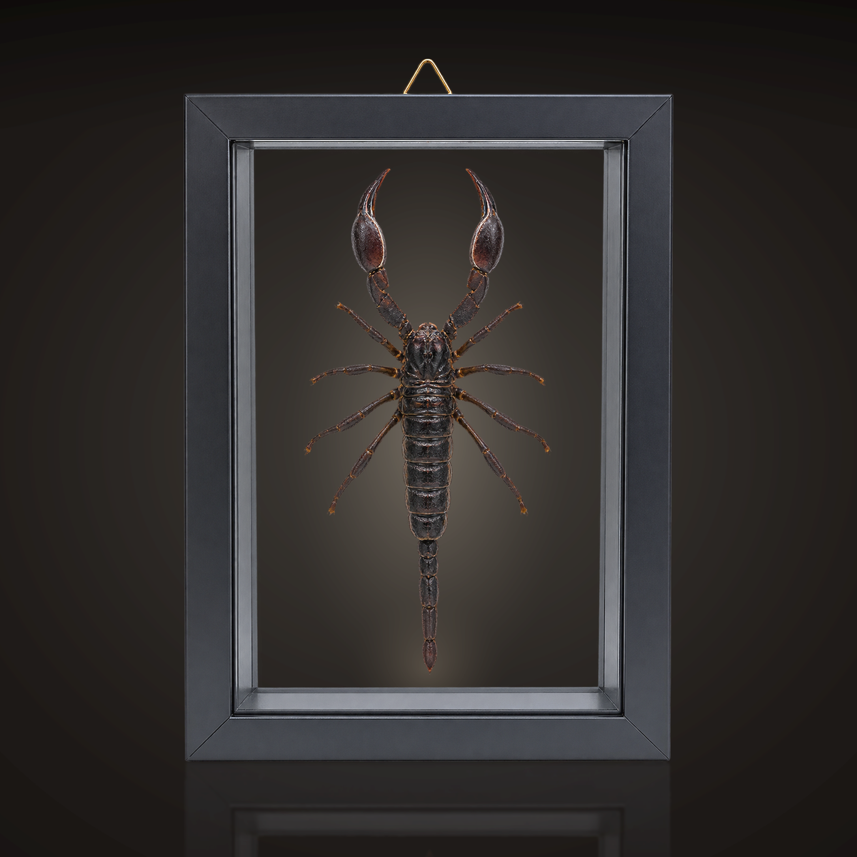 Framed Laos Forest Scorpion