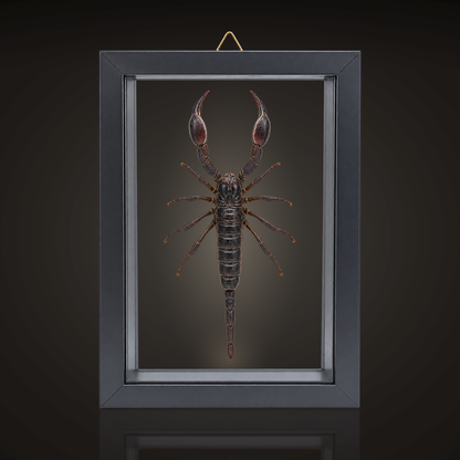 Framed Laos Forest Scorpion