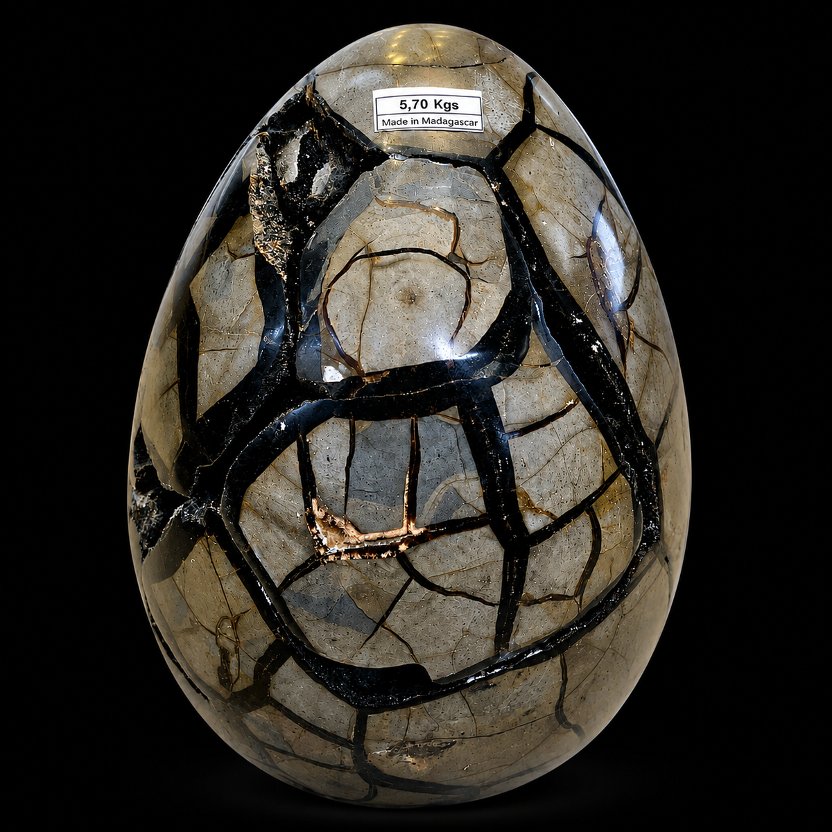 Genuine  9 Inches Fossilized Septerian Egg