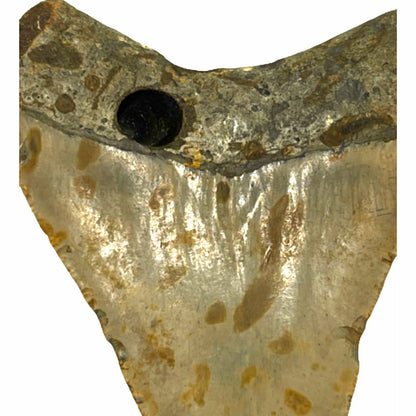 Genuine  4 Inches Megalodon Tooth With Worm Hole