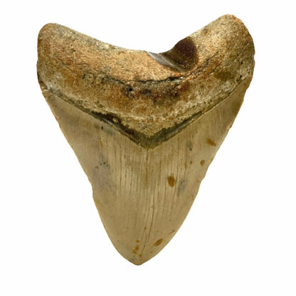 Genuine  4 Inches Megalodon Tooth With Worm Hole