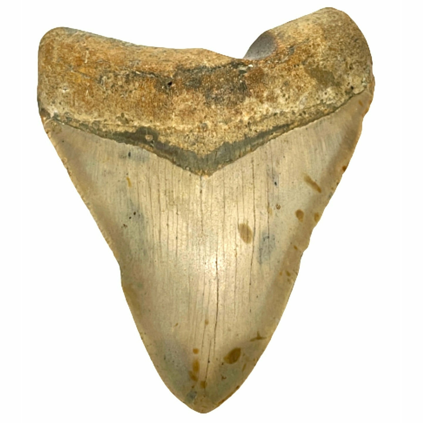 Genuine  4 Inches Megalodon Tooth With Worm Hole